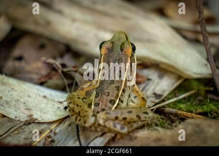 Giovane leopardo meridionale rana nella foresta in estate. Raleigh, Carolina del Nord. Foto Stock