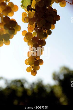 Balatonudvari, Ungheria. 09 settembre 2020. La famiglia Huszár azienda vinicola vendemmia, nelle dolci colline di Balatonudvari, Lago Balaton. Tre generazioni di produttori di vino che producono vini rossi e bianchi di qualità olaszrizling. Balaton è una delle regioni vinicole ufficialmente designate in Ungheria. Credit: SOPA Images Limited/Alamy Live News Foto Stock