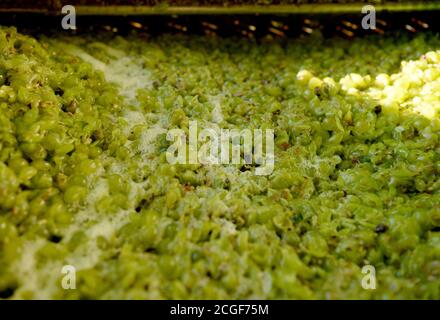 Balatonudvari, Ungheria. 8 settembre 2020. Vista ravvicinata delle vinacce nel macinacaffè durante la vendemmia della famiglia Huszár, sulle dolci colline di Balatonudvari, sul lago Balaton. Tre generazioni di produttori di vino che producono vini rossi e bianchi di qualità olaszrizling. Balaton è una delle regioni vinicole ufficialmente designate in Ungheria. Credit: SOPA Images Limited/Alamy Live News Foto Stock