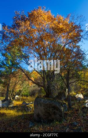 Le maggiori montagne hinggan nella provincia di heilongjiang, il paesaggio autunnale guardare in su Foto Stock