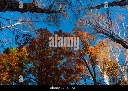 Le maggiori montagne hinggan nella provincia di heilongjiang, il paesaggio autunnale guardare in su Foto Stock