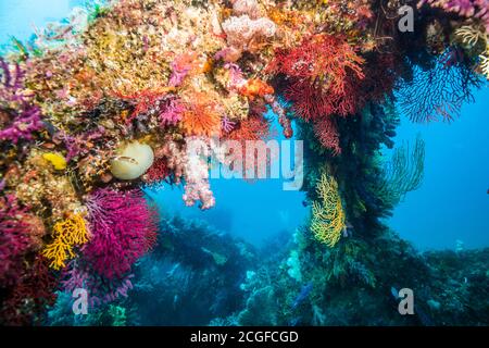 Molti coralli morbidi e colorati coprono la barriera corallina artificiale sullo sfondo dell'acqua blu. Foto Stock