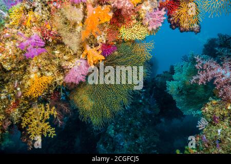 Molti coralli morbidi e colorati coprono la barriera corallina artificiale sullo sfondo dell'acqua blu. Foto Stock
