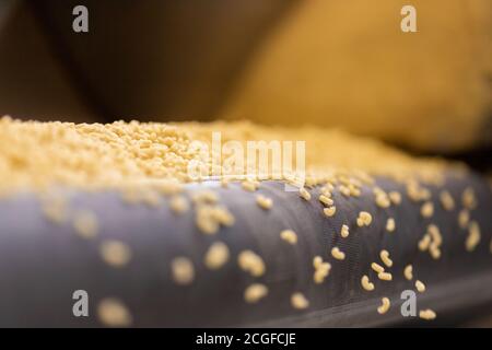 Produzione di pasta trasportatore automatico, essiccazione e insaccatura in vendita Foto Stock