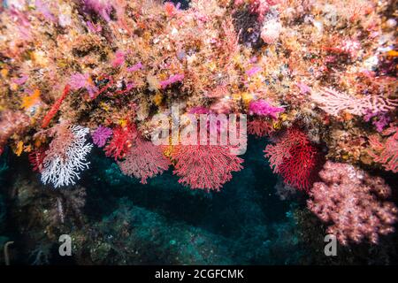 Fan corals ,Melithaea flabellifera (Kükenthal, 1908), a barriera di pesce artificiale. Foto Stock