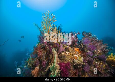 Molti coralli morbidi e colorati coprono la barriera corallina artificiale contro lo sfondo della luce solare. Foto Stock
