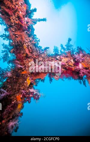 Molti coralli morbidi e colorati coprono la barriera corallina artificiale (all'interno, proprio sopra) sullo sfondo dell'acqua blu. Foto Stock