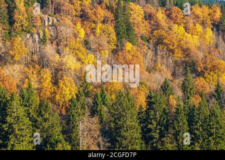 Bellissimi colori autunnali nella foresta su una montagna Foto Stock