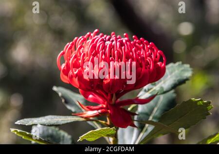 Bel fiore rosso Waratah nativo in fiore pronto per la primavera. Brisbane Water National Park, Patonga, sulla costa centrale del NSW, Australia. Foto Stock