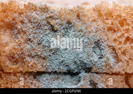 I funghi di muffa di pane di closeup (Penicillium sp.) mostrano i dettagli di sporangiosporo, sporangium, rizoide e stolone Foto Stock