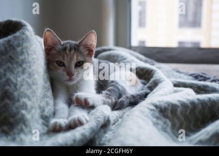 Carino gattino tricolore giace su una coperta di lana calda grigia con un fringe.concetto di adorabili piccoli animali domestici. Foto Stock