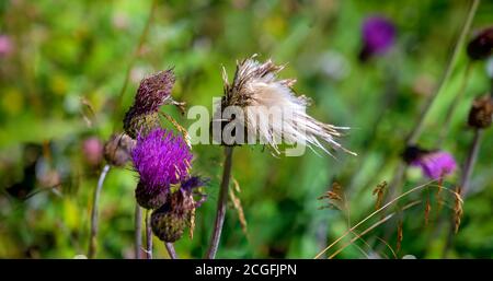 Fioritura di una pianta di cardo alpino su un prato di montagna nel Tirolo Orientale, Austria Foto Stock