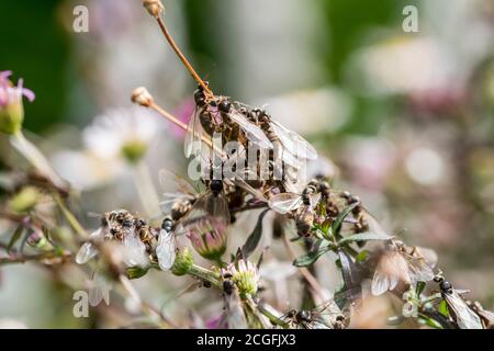 Black Garden Ants Latius niger, alato maschio e femmina pronti per l'accoppiamento in aria Foto Stock
