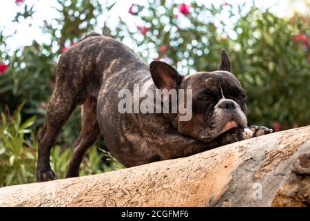 Bulldog francese poggiato su un muro in una posizione divertente. Concetto animale Foto Stock