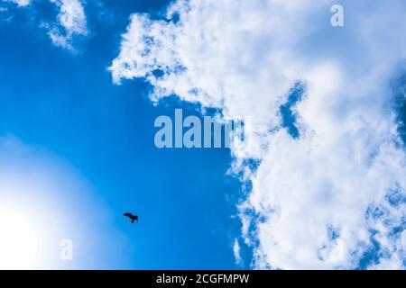 Uccello che vola in cielo con il sole Foto Stock