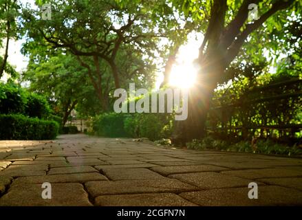 Angolo di terra del percorso del giardino con il sole luminoso che splende attraverso grandi alberi Foto Stock