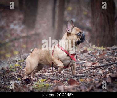 Adorabile Fawn colorato giovane bulldog francese che cammina nella foresta. Foto Stock