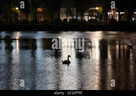 Tokyo, Giappone. 10 settembre 2020. Un cigno nuota tranquillamente al fossato Kikyobori vicino al Palazzo Imperiale nel centro di Tokyo. Credit: SOPA Images Limited/Alamy Live News Foto Stock