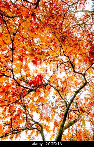 Un'immagine creativa delle foglie di un albero riccamente colorato che mostra i suoi colori autunnali in un ritratto astratto della pianta. Foto Stock