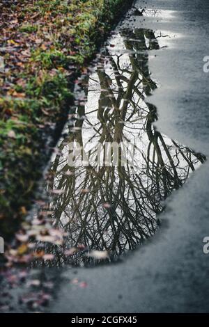 Guardando giù il riflesso di un albero senza foglie in una grande pozza sul pavimento della foresta. Foto Stock