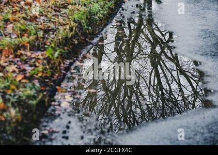 Guardando giù il riflesso di un albero senza foglie in una grande pozza sul pavimento della foresta. Foto Stock