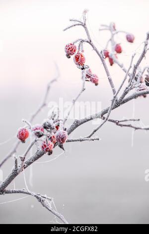 Bacche rosse su un bush spinoso coperto di brina spessa. Foto Stock