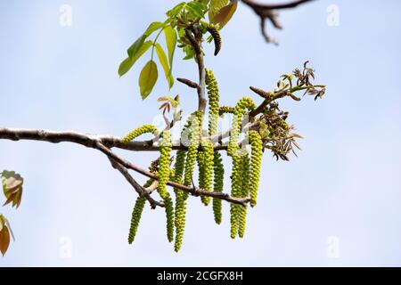 rami fioriti della noce nel giardino in primavera, orecchini di noce si annodano dai rami contro il cielo Foto Stock