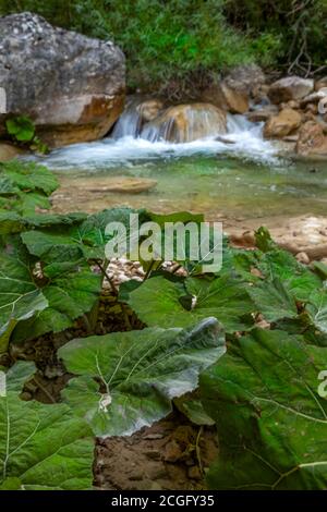 Il butterbur, una pianta medicinale che cresce lungo le rive del torrente Garrafo Foto Stock