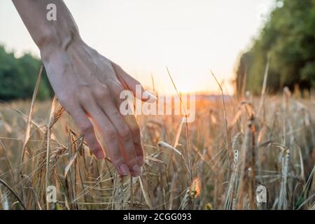 La mano di una donna tocca le orecchie di grano in un campo di grano al tramonto contro il cielo Foto Stock