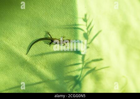 La lucertola si siede su uno sfondo di tessuto con ombre di piante. Foto colorata in sfumature di verde.orientamento verticale Foto Stock