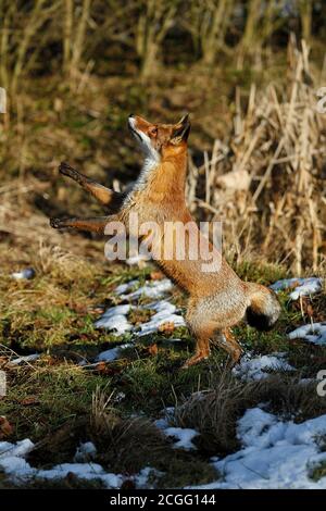 La volpe rossa vulpes vulpes, femmina cercando di catturare una preda, NORMANDIA IN FRANCIA Foto Stock