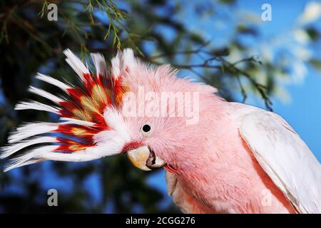 Salmon-Crested Cacatua o Cacatua delle Molucche, cacatua moluccensis, Adulti Foto Stock