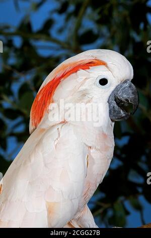 Salmon-Crested Cacatua o Cacatua delle Molucche, cacatua moluccensis, Ritratto di adulto Foto Stock