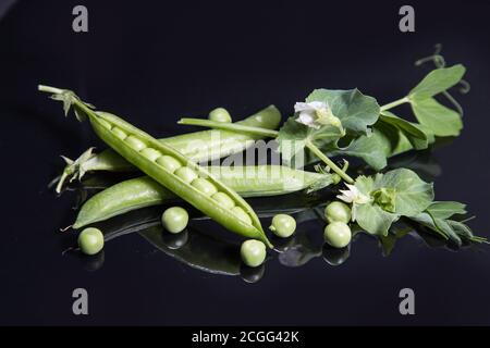 Baccelli di piselli verdi aperti e chiusi giacciono su uno sfondo nero con un'immagine speculare, piselli sono sparsi sullo sfondo. Disposizione orizzontale Foto Stock