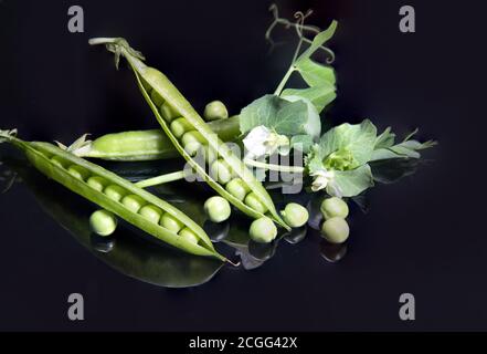 Baccelli di piselli verdi aperti e chiusi giacciono su uno sfondo nero con un'immagine speculare, piselli sono sparsi sullo sfondo. Disposizione orizzontale Foto Stock