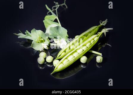 Diversi baccelli di piselli verdi aperti e chiusi giacciono su uno sfondo nero con un'immagine speculare, piselli sono sparsi sullo sfondo. Disposizione orizzontale Foto Stock