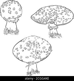 Foresta fungo velenoso Amanita Pantherina non commestibile in linea stile arte. Set di illustrazioni vettoriali agariche fly isolato su sfondo bianco. Pagina del libro da colorare. Simbolo di stregoneria, misticismo Illustrazione Vettoriale