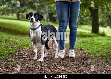 Cane animale domestico su un guinzaglio in piedi con il proprietario femminile sopra sentiero nel parco Foto Stock