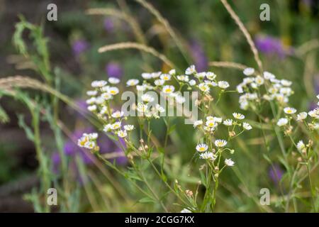 Dolce minuscolo bianco selvaggio margherita come fiori in campo di fiori naturali selvatici in fiori verdi, gialli e viola intorno all'ambiente. Erigeron Strigosus Foto Stock