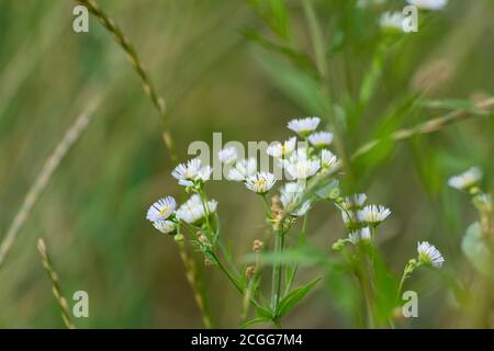 Dolce minuscolo bianco selvaggio margherita come fiori in campo fiori naturali in fiori verdi, gialli e viola intorno all'ambiente. Erigeron Strigosus Foto Stock