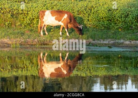 Mucca marrone e bianco colore mangiare vicino allo specchio d'acqua verde della riva del fiume in luce del tramonto. Agricoltura sostenibile Foto Stock