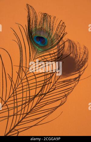 La piuma di un pavone giace su uno sfondo rosa , l'ombra di un orientamento feather.Vertical. Foto Stock