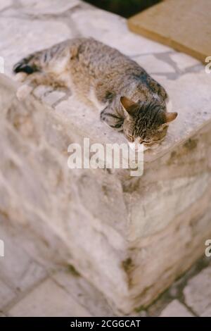 Un gatto grigio sta poggiando su un alto cordolo di pietra all'esterno. Foto Stock
