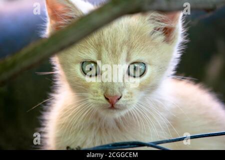 un piccolo gattino rosso di charme esce dai cespugli Foto Stock