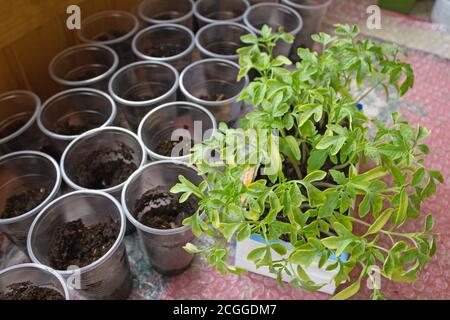 Piantine di pomodoro a casa, piantando in pentole Foto Stock