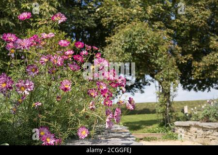 Cosmo rosa nei confini dei fiori a Symondsbury Barn Wedding luogo Foto Stock