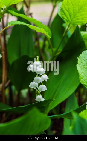 Foresta landyshi- spessi fragranti spessi di fiori delicati in maggio e aprile. Foto Stock