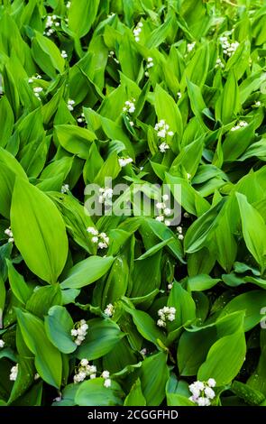 Foresta landyshi- spessi fragranti spessi di fiori delicati in maggio e aprile. Foto Stock