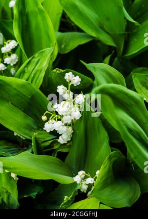 Foresta landyshi- spessi fragranti spessi di fiori delicati in maggio e aprile. Foto Stock