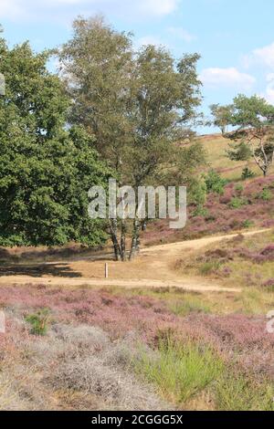 Mookerheide a Mook, Paesi Bassi Foto Stock